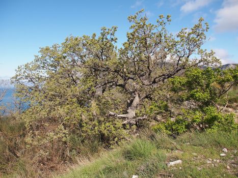 tree, sky and rock