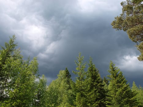 Clouds above a wood in the summer     
