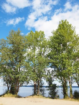 Poplar on coast of lake     
