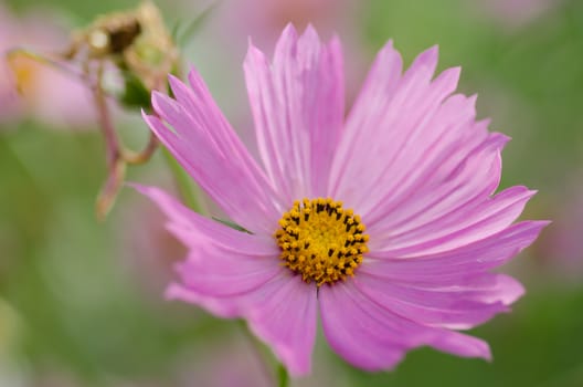 Pink Cosmos flower family fompositae in garden 