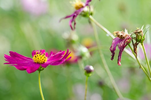 Pink Cosmos flower family fompositae in garden 