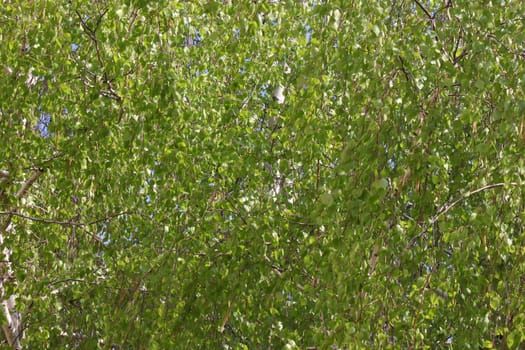 close up of birch tree branches