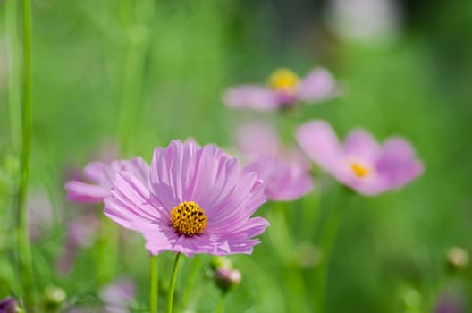 Pink Cosmos flower family fompositae in garden 