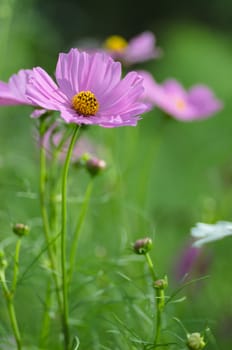 Pink Cosmos flower family fompositae in garden 