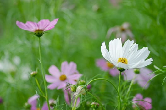 Pink and white Cosmos flower family fompositae in garden 