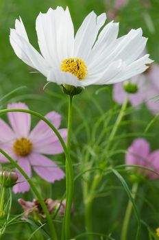 Pink and white Cosmos flower family fompositae in garden 