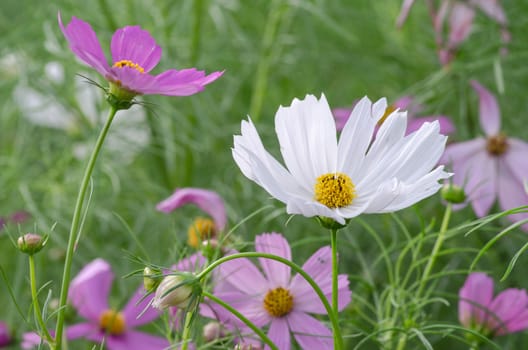 Pink and white Cosmos flower family fompositae in garden 