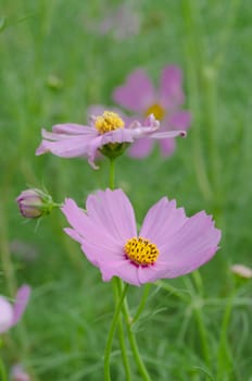 Pink Cosmos flower family fompositae in garden 