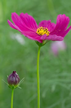 Pink Cosmos flower family fompositae in garden 