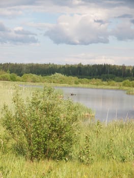 Wood in summer. Russia                