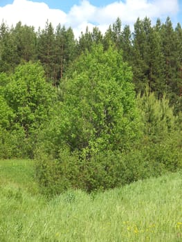 Wood in summer. Russia                 