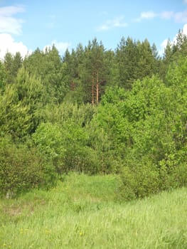 Wood in summer. Russia    