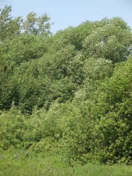 Wood in summer. Russia     