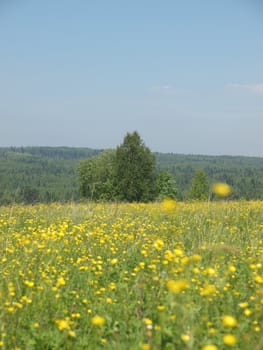 Wood in summer. Russia             