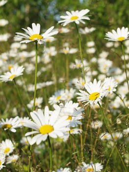 Camomiles in a wood              