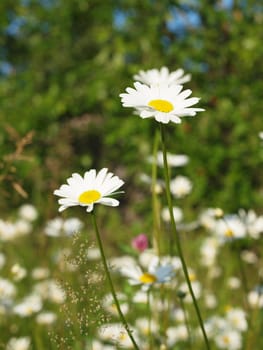 Camomiles in a wood      