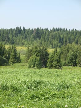 Wood in summer. Russia         