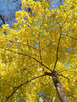 Tree in the autumn in park          