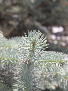 Branches of a blue spruce in botanical to a garden. Russia        