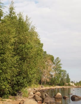 Tree on coast of lake in the spring             