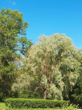 Willow in park     