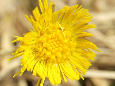 Coltsfoot in the spring sunny day close up