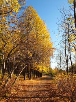 Park in the fall              