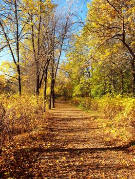 Park in the fall         