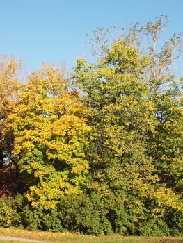 Park in the fall          