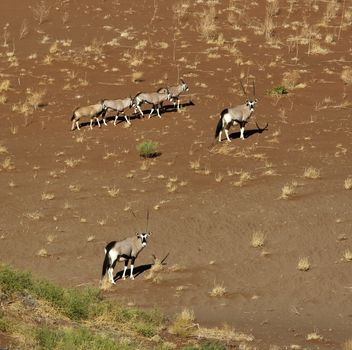 Group of Gemsbok (Oryx) on a sand dune near Sossusvlei in the Namib Desert in Namibia