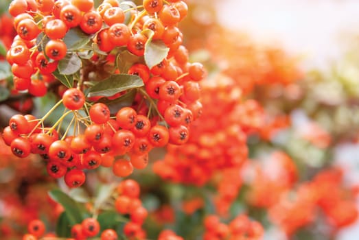 Viburnum berries ripen on the bush, shallow depth of field