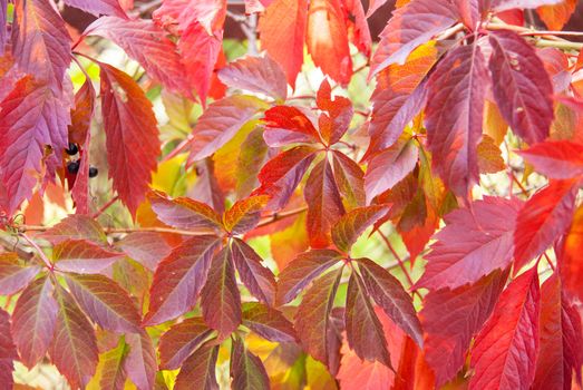 Brightly colored leaves during autumn