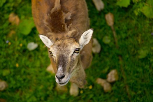 Young deer lookig upwards curiously