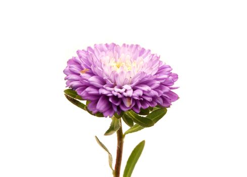 Flower on a white background           
