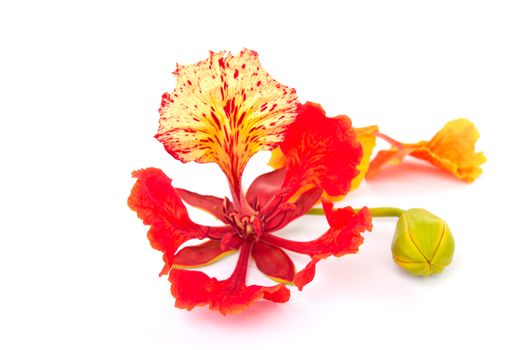  Pride of Barbados, Isolated on white