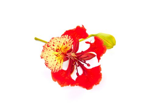 Closeup Pride of Barbados, Isolated on white