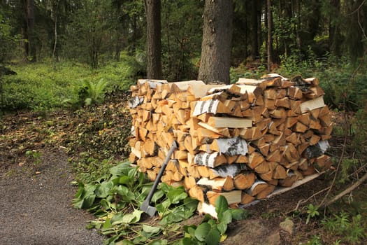 Split birch firewood stacked in pile in forest