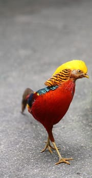 golden pheasant