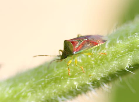 Shield bug