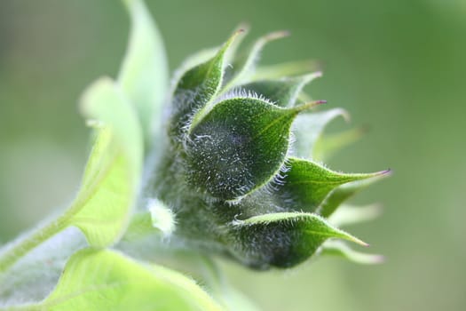 sunflower flower bud