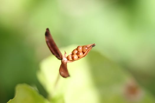 Violet flower seeds in a pod