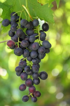 black grapes