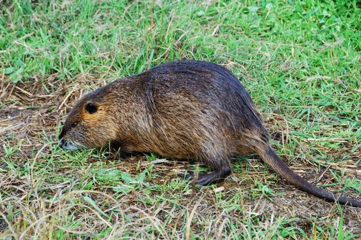 Nutria (Myocastor coypus) on a river bank