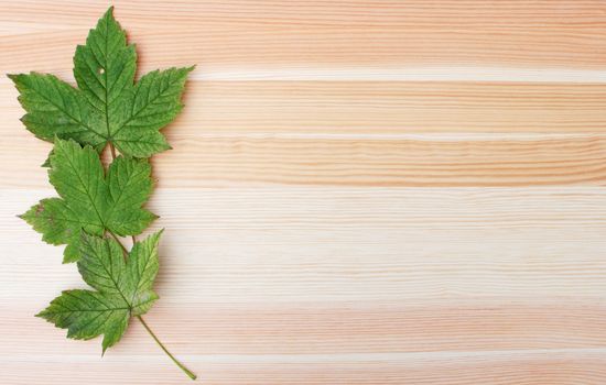 Three green sycamore leaves on a woodgrain background with copy space