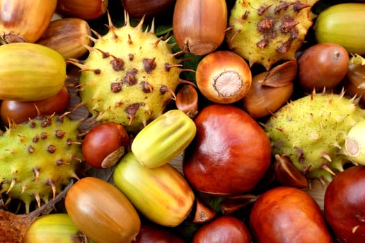 Closeup of acorns, conkers, horse chestnut cases and beechnuts in autumn colour