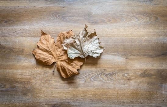 Autumn leaves isolated over a wooden background