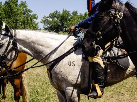US Cavalry horses in reenactment of Battle of Bighorn