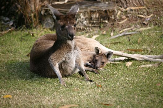 Australian Western Grey Kangaroos in open bushland