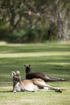 Australian Western Grey Kangaroos in open bushland