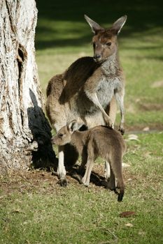 Australian Western Grey Kangaroos in open bushland